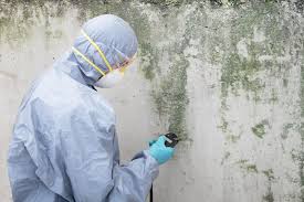 Environmental Consulting for Mold Prevention in Hazlehurst, MS